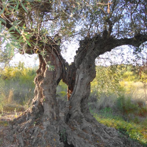 an-olive-tree-that-has-withstood-time-and-the-elements-un-olivo-que-ha-resistido-al-tiempo-y-los_t20_mLXKjr