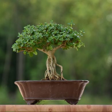 garden-leaf-tree-trunk-decoration-potted-plant-trunk-leaves-botany-bonsai-bonsai-tree_t20_b6zbxm