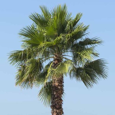 sale-palms-trachycarpus-fortunei